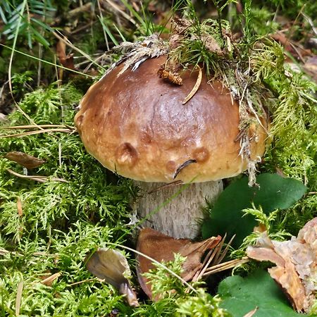 La Bourzede Apartman Langeac Kültér fotó